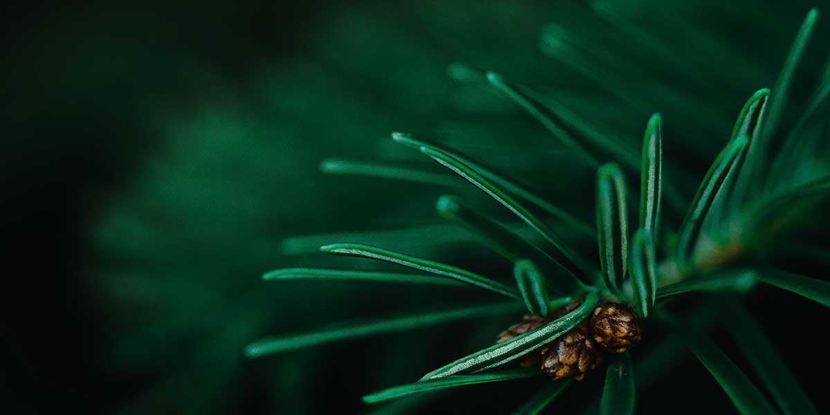 Susanne’s Adventskalender Challenge – 22. Dezember 2021